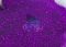 True Purple - Ultra Fine Glitter